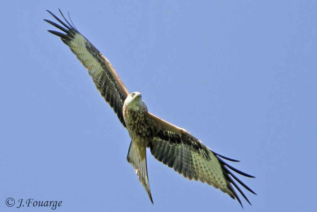 Red Kitejuvenile, Flight