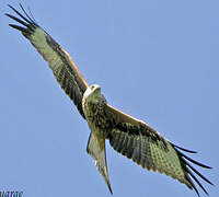 Red Kite