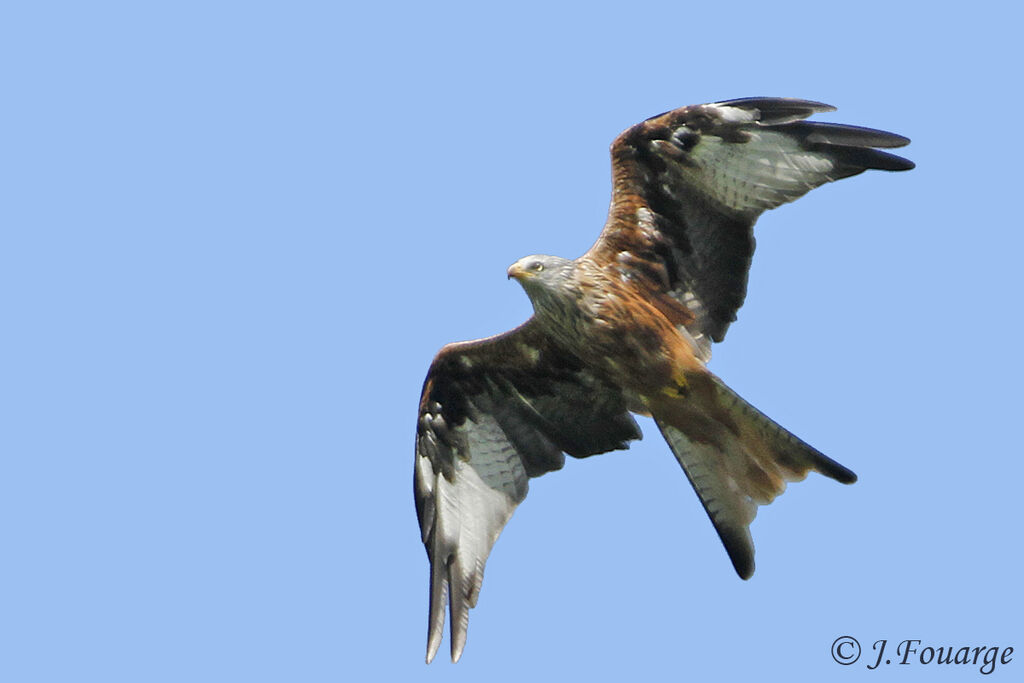 Red Kiteadult, Flight