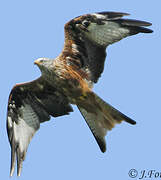 Red Kite