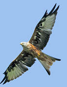 Red Kite