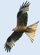 Red Kite