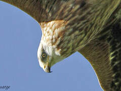 Red Kite