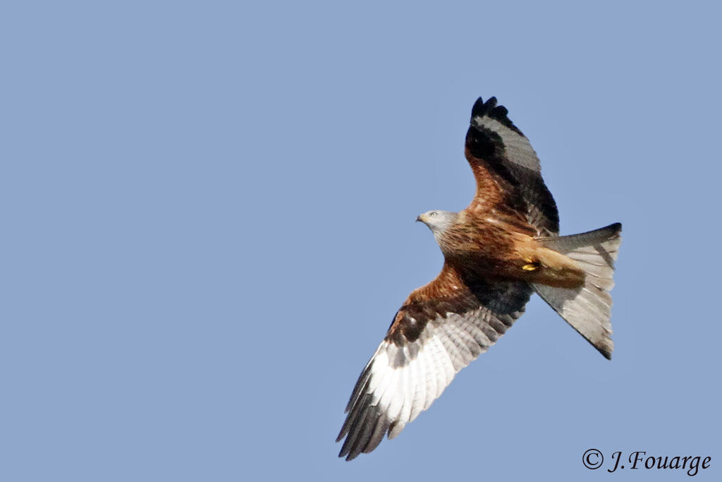 Red Kite, identification