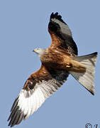 Red Kite