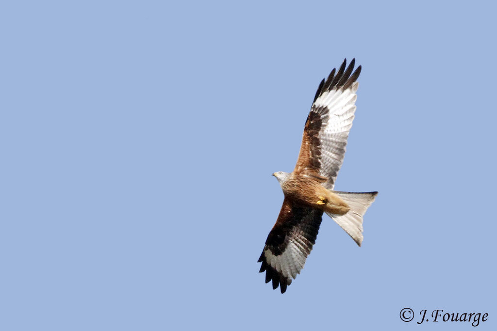 Red Kite, Flight