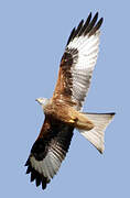 Red Kite