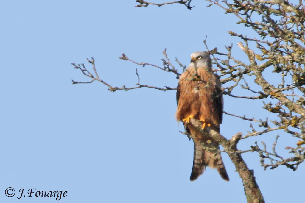 Red Kite, identification