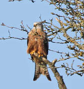 Red Kite