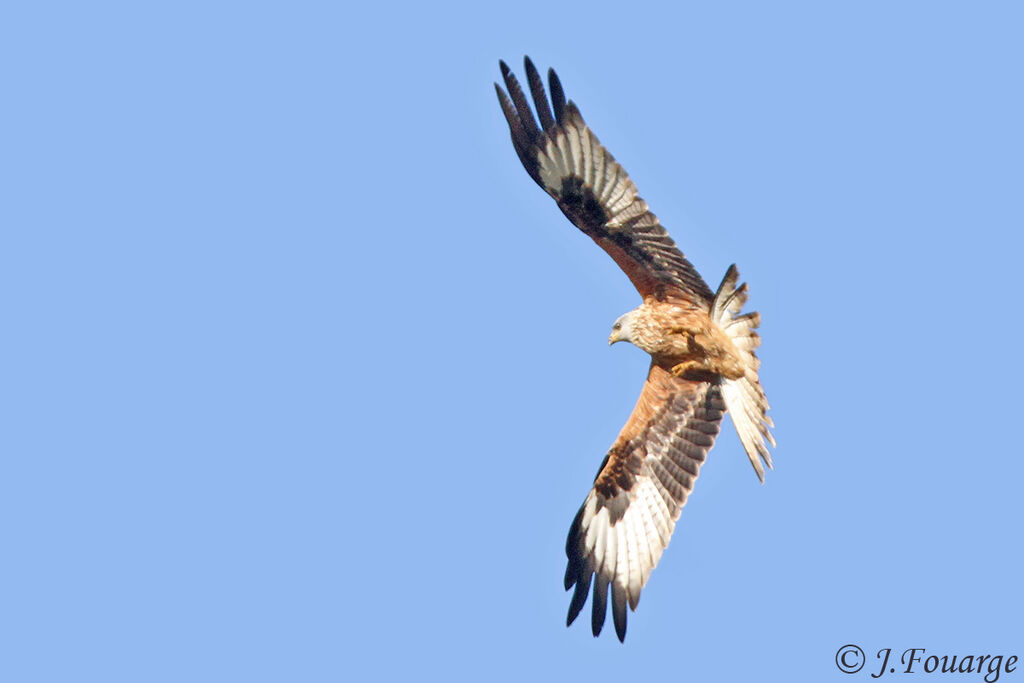 Red Kitejuvenile, Flight