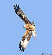 Red Kite