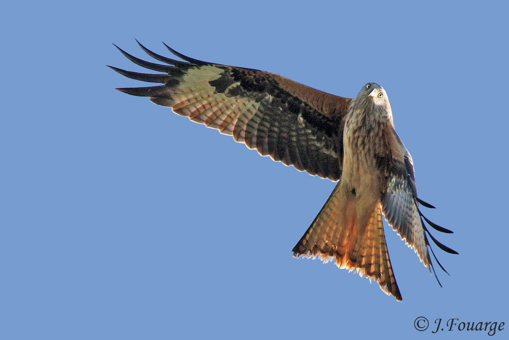 Red Kite, Flight