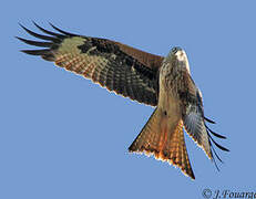 Red Kite