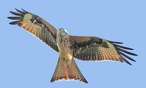 Red Kite