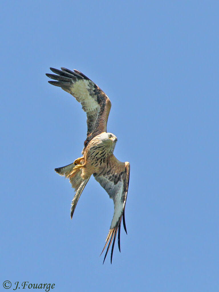 Red Kiteadult, Flight