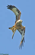 Red Kite