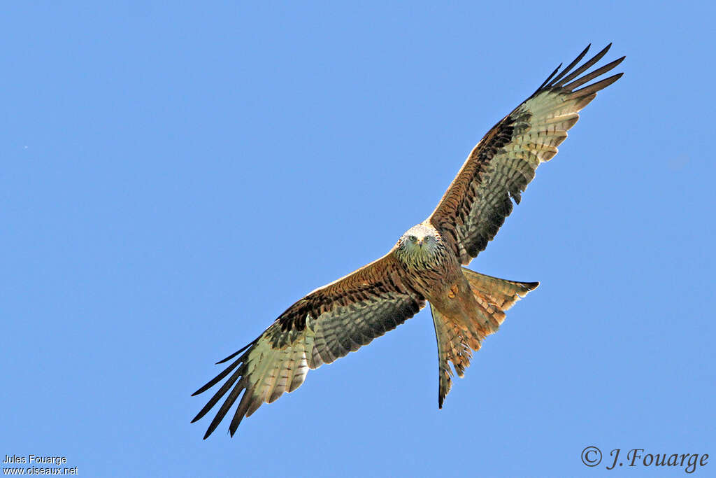 Red Kitesubadult, pigmentation, Flight