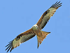 Red Kite