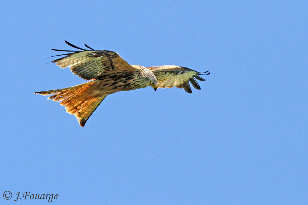 Red Kiteadult, Flight