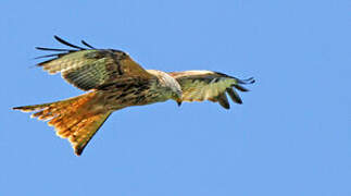 Red Kite