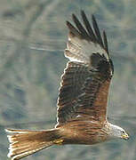 Red Kite