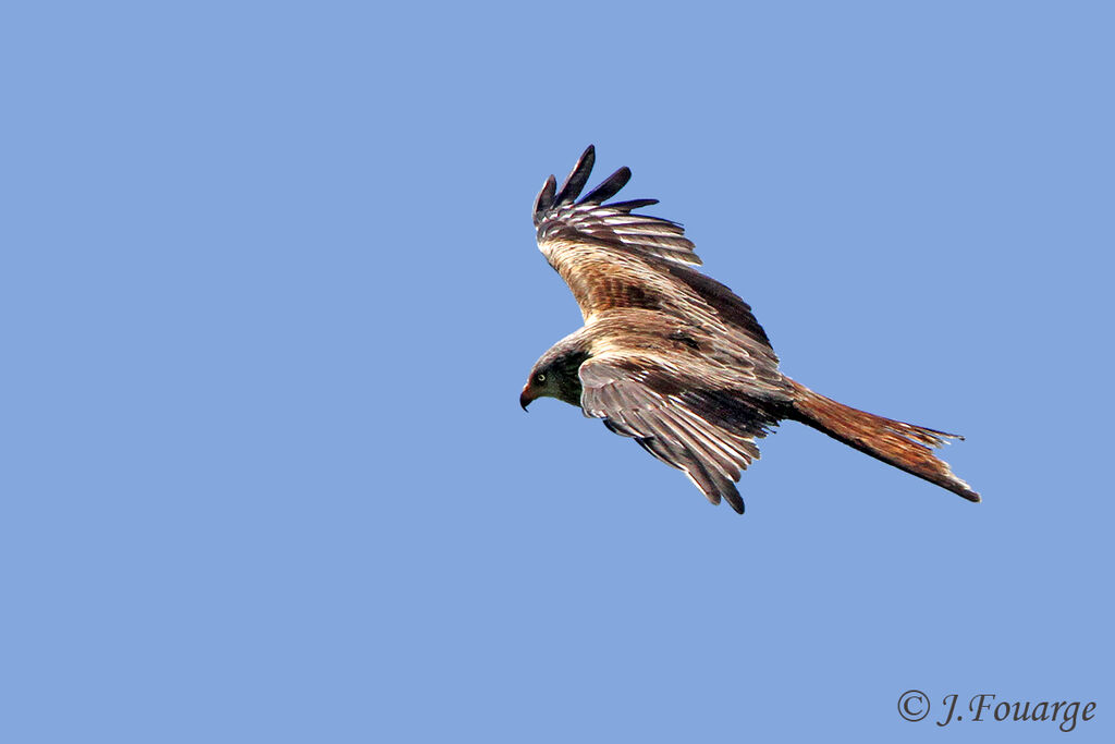 Red Kiteadult, Flight