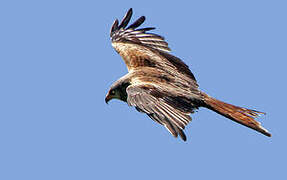 Red Kite