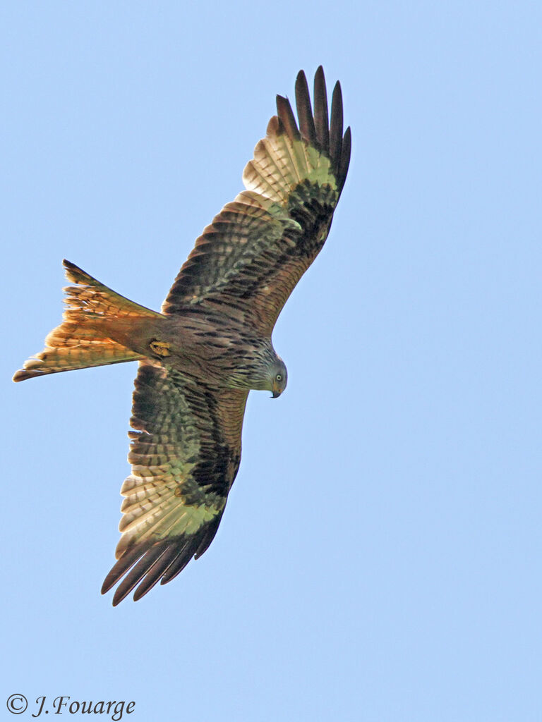 Red Kiteadult, Flight