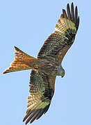 Red Kite