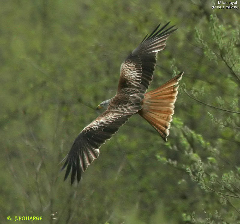 Red Kite