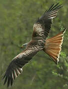 Red Kite