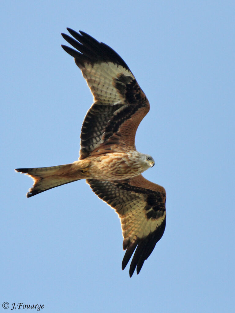 Red Kitejuvenile, identification