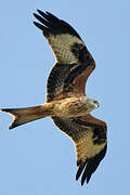 Red Kite