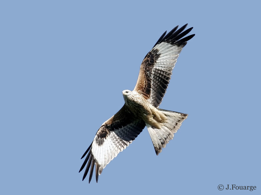 Red Kite