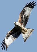 Red Kite