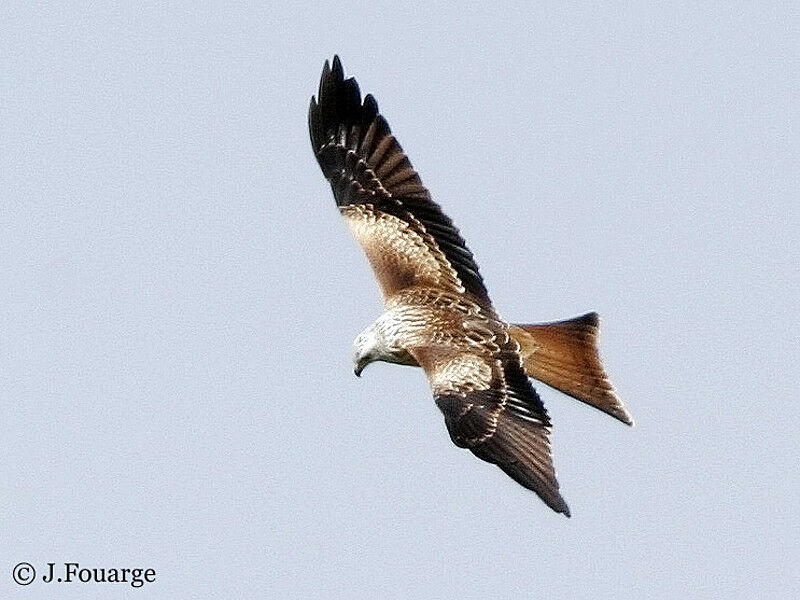 Red Kite