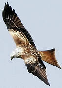 Red Kite