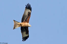 Red Kite