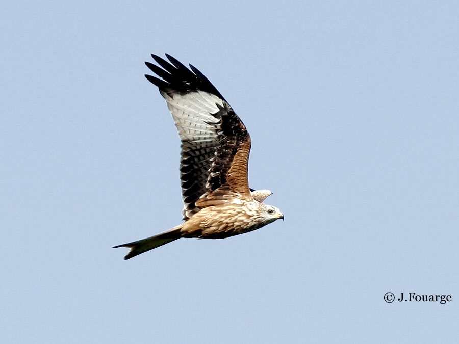 Red Kite