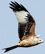 Red Kite