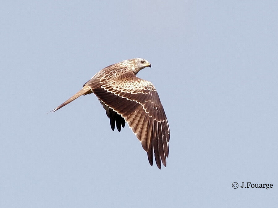 Red Kite