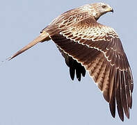 Red Kite