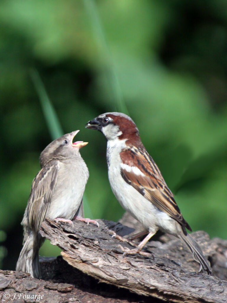 House Sparrow, identification, Behaviour