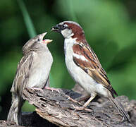 House Sparrow