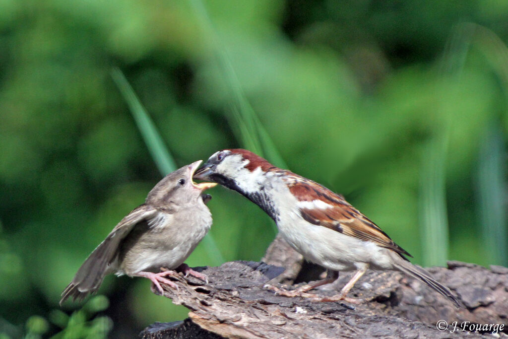 House Sparrow, identification, Behaviour