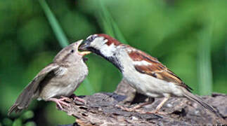 House Sparrow