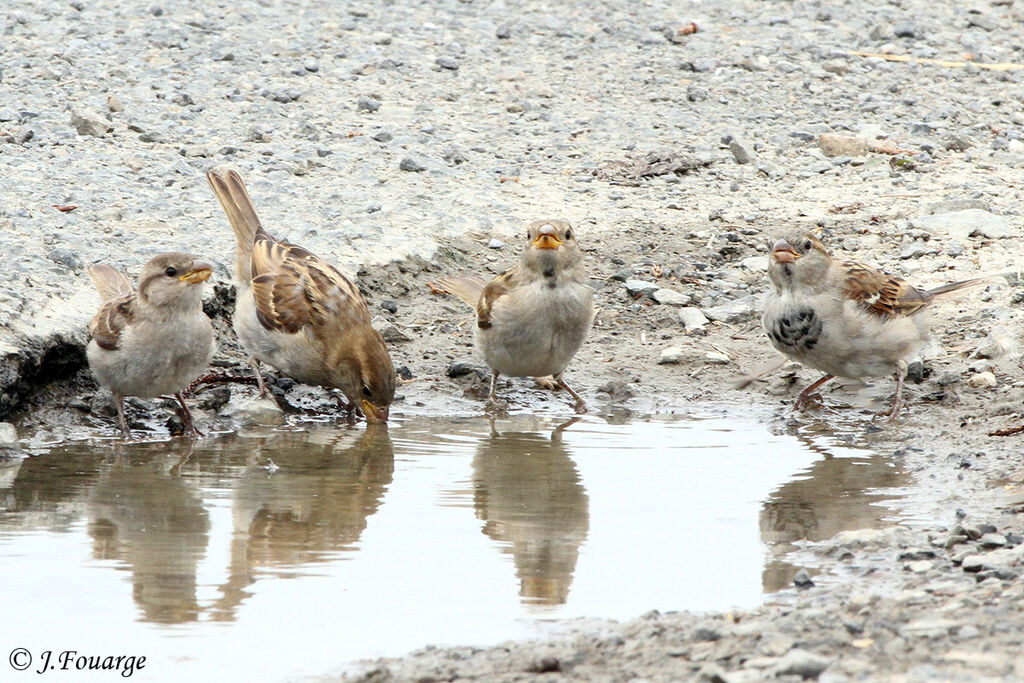 House Sparrowjuvenile, identification