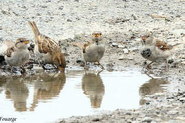 House Sparrow