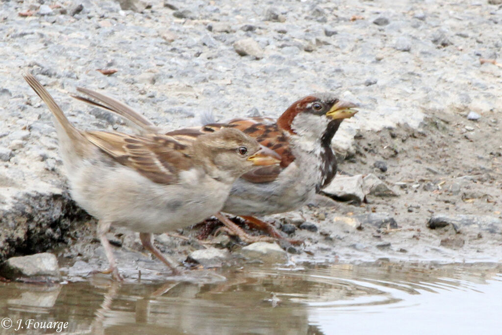 House Sparrow, identification