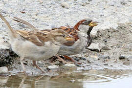 House Sparrow